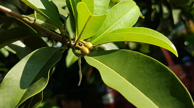 Manfaat Daun Sawo untuk Kesehatan Tubuh